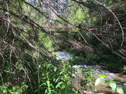 A serene forest scene with a creek flowing beneath a bridge, surrounded by lush greenery and tree branches.