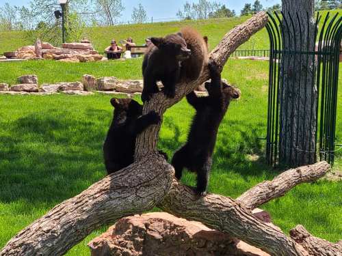 Three black bear cubs play on a fallen tree in a grassy area, with people sitting in the background.