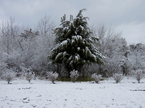 A snow-covered landscape featuring a large evergreen tree surrounded by bare trees and shrubs in a winter scene.