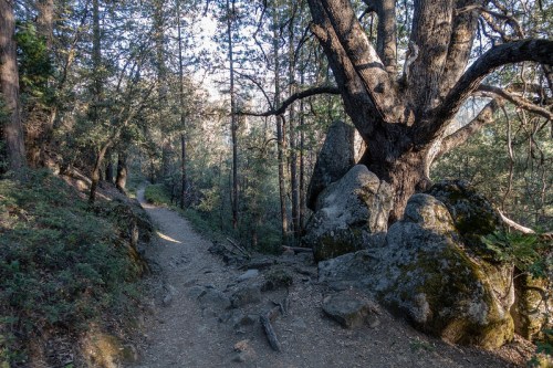 A winding dirt path through a forest, flanked by large rocks and a gnarled tree, with sunlight filtering through the trees.