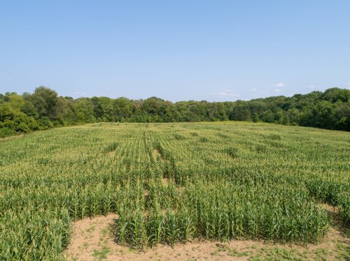 A vast cornfield stretches under a clear blue sky, surrounded by lush green trees in the background.