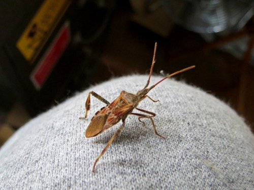 A close-up of a brown bug with long antennae resting on a gray fabric surface.