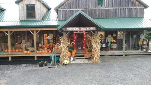 A rustic tree farm entrance decorated with pumpkins, hay, and autumn decor, featuring a wooden building and green roof.