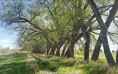 A row of tall trees with lush green leaves beside a grassy area under a clear blue sky.