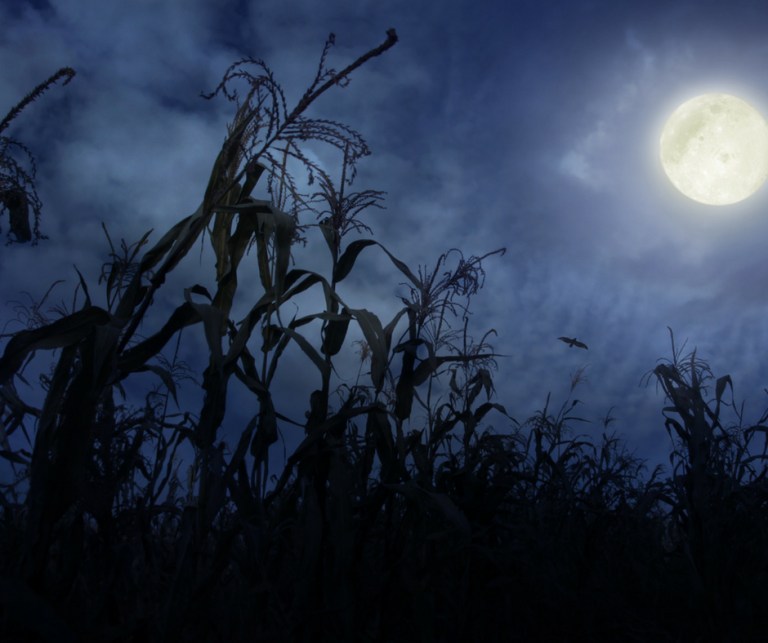 Silhouetted corn stalks against a night sky with a bright full moon and scattered clouds.