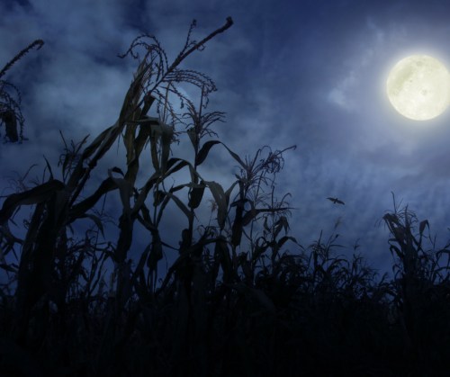 Silhouetted corn stalks against a night sky with a bright full moon and scattered clouds.