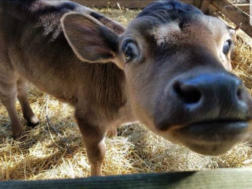 A close-up of a curious calf with big eyes, standing in a straw-filled pen.