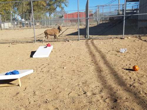 A goat walks in a sandy enclosure with a few scattered items, including a small pumpkin and two white boards.
