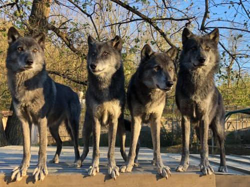 Four wolves stand side by side on a wooden platform, surrounded by trees and sunlight.