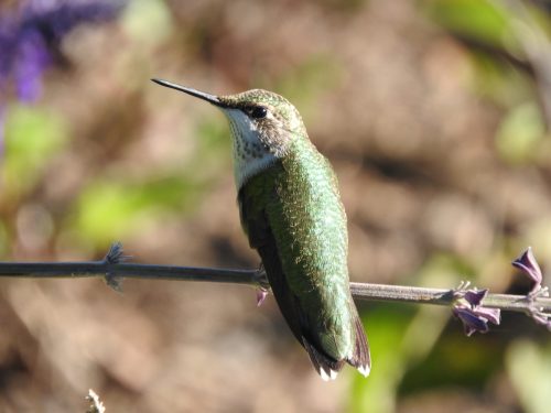 A close-up of a green hummingbird perched on a thin branch with blurred foliage in the background.