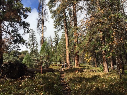 A serene forest scene with tall trees, fallen logs, and a path through lush greenery under a partly cloudy sky.