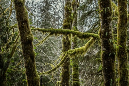 Lush green moss covers tree trunks and branches in a dense forest, creating a serene, natural atmosphere.