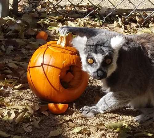 A lemur curiously inspects a carved pumpkin surrounded by fallen leaves.