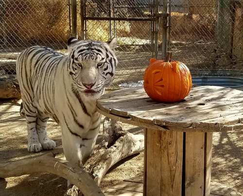 A white tiger stands beside a carved pumpkin on a wooden table in a zoo enclosure.