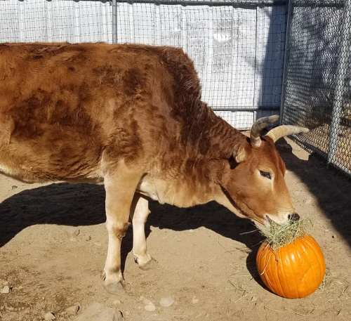A brown cow is eating hay from a pumpkin in a fenced enclosure.