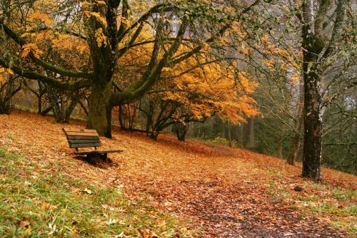 A serene park scene with a wooden bench surrounded by autumn trees and fallen leaves in a misty atmosphere.