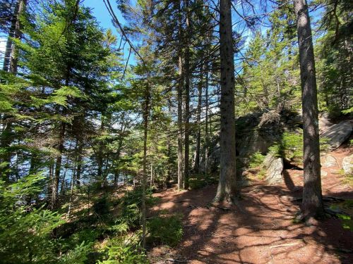 A serene forest scene with tall trees, sunlight filtering through the leaves, and a rocky path leading to a body of water.