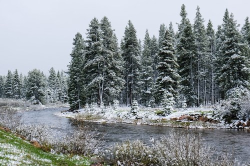 A serene river winding through a snowy forest, with tall evergreen trees and a light dusting of snow on the ground.