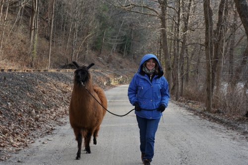 A person in a blue jacket walks a llama along a gravel path surrounded by bare trees.