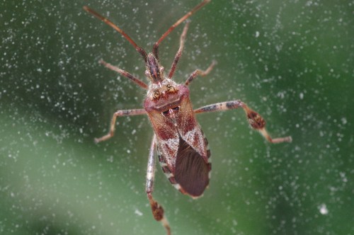 Close-up of a brown bug with long antennae and wings, set against a blurred green background.