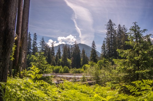 A scenic view of a forest with tall trees, a mountain in the background, and a bright blue sky with clouds.