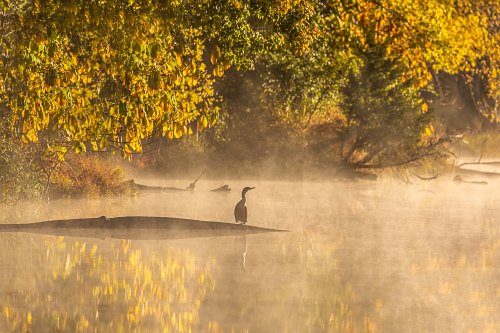 A serene misty lake at dawn, with a bird perched on a rock and vibrant autumn foliage reflecting in the water.