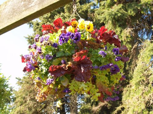 A vibrant hanging basket filled with colorful flowers and leafy greens, set against a backdrop of trees.