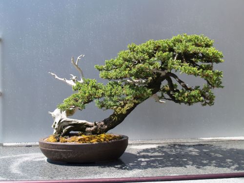 A beautifully shaped bonsai tree with lush green foliage, displayed in a round pot against a light background.