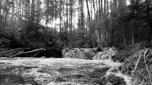 A serene black-and-white image of a flowing stream with a small waterfall, surrounded by tall trees.