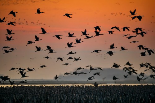 A flock of cranes flying against a vibrant sunset, with silhouettes of more birds in the foreground.