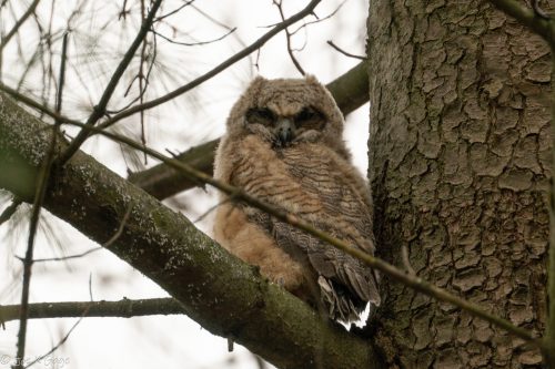 A fluffy young owl perched on a tree branch, blending with the bark and surrounded by soft, blurred foliage.