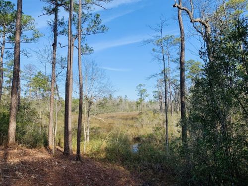 A serene landscape featuring tall trees and a marshy area under a clear blue sky.