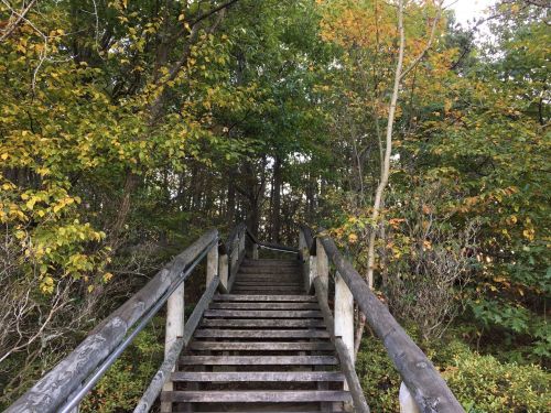 A wooden staircase leads through lush greenery and trees, with hints of autumn colors in the leaves.