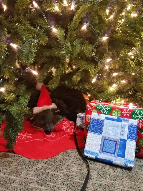 A raccoon wearing a Santa hat sleeps under a Christmas tree, next to wrapped gifts and holiday decorations.