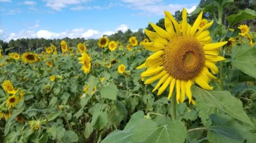 A vibrant field of sunflowers under a blue sky, with one sunflower prominently in focus.