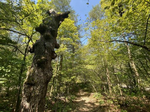A sunlit forest path surrounded by lush green trees and a large, textured tree trunk in the foreground.