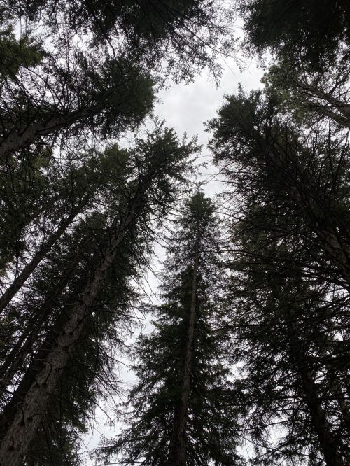 Looking up at tall trees against a cloudy sky, with branches reaching towards the top of the frame.