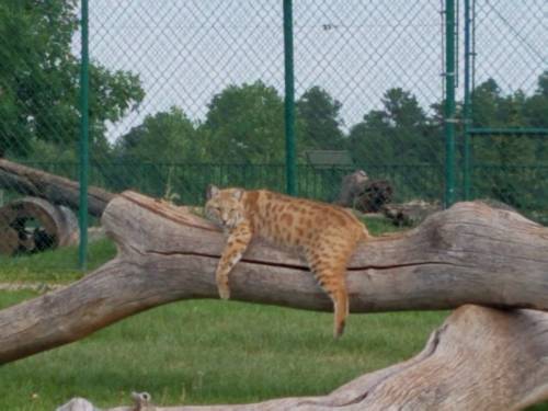 A lynx lounging on a log in a grassy area, with a fence and trees in the background.