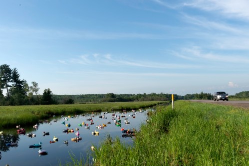 A serene landscape featuring a pond filled with colorful rubber ducks, alongside a grassy roadside and a passing car.