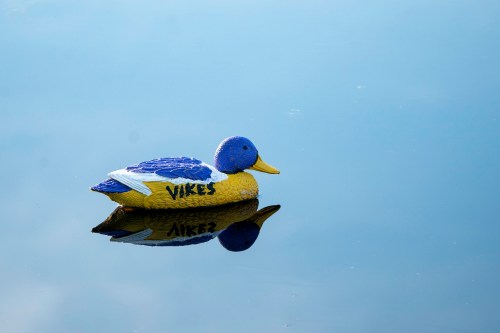 A colorful rubber duck with purple and yellow features floats on calm water, reflecting its image.