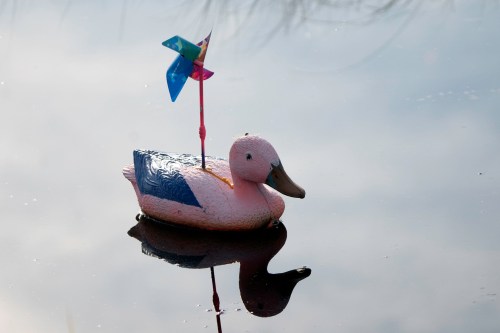 A colorful toy duck with a pinwheel floats on calm water, reflecting its image in the surface.