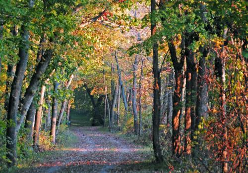 A serene forest path lined with trees, showcasing vibrant autumn foliage and warm sunlight filtering through the leaves.