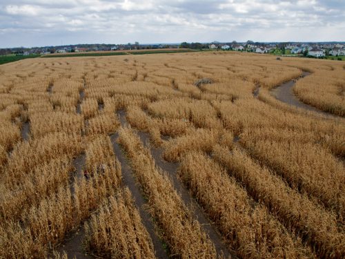 Aerial view of a corn maze with winding paths through tall, dry corn stalks under a cloudy sky.