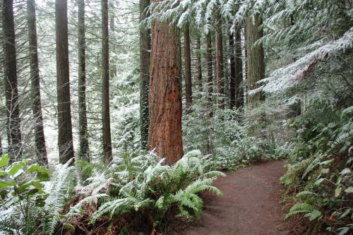 A serene forest path surrounded by tall trees and ferns, lightly dusted with snow.