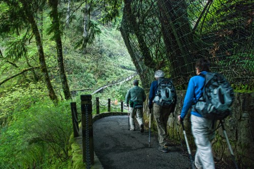 Three hikers with backpacks walk along a winding path in a lush, green forest.
