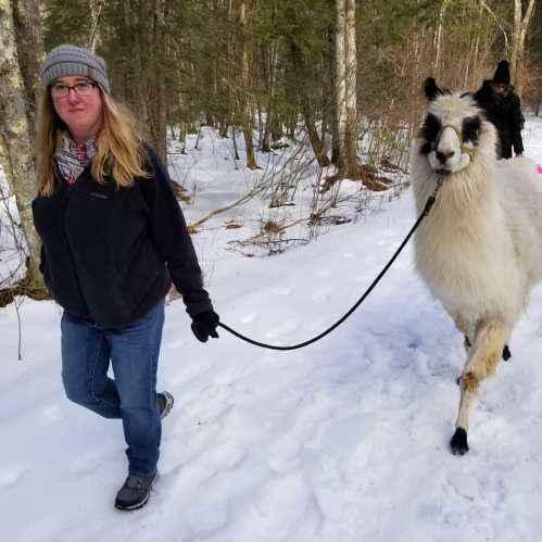 A person walks a llama on a snowy trail surrounded by trees.