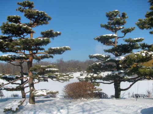 Two snow-covered pine trees stand in a winter landscape, with a clear blue sky and a snowy ground in the background.