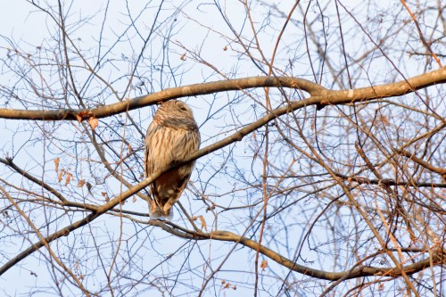 A bird perched on a bare branch, surrounded by thin, leafless twigs against a clear blue sky.