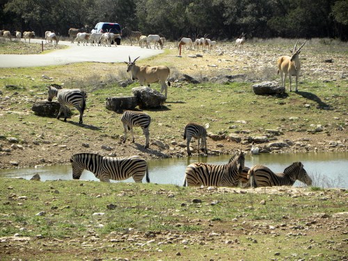 Zebras drinking at a waterhole, with antelope in the background and a car parked on a road nearby.