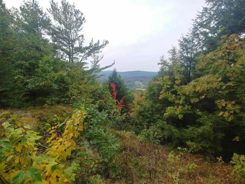 A scenic view of a forest with green trees and a splash of red foliage, overlooking a valley and distant hills.